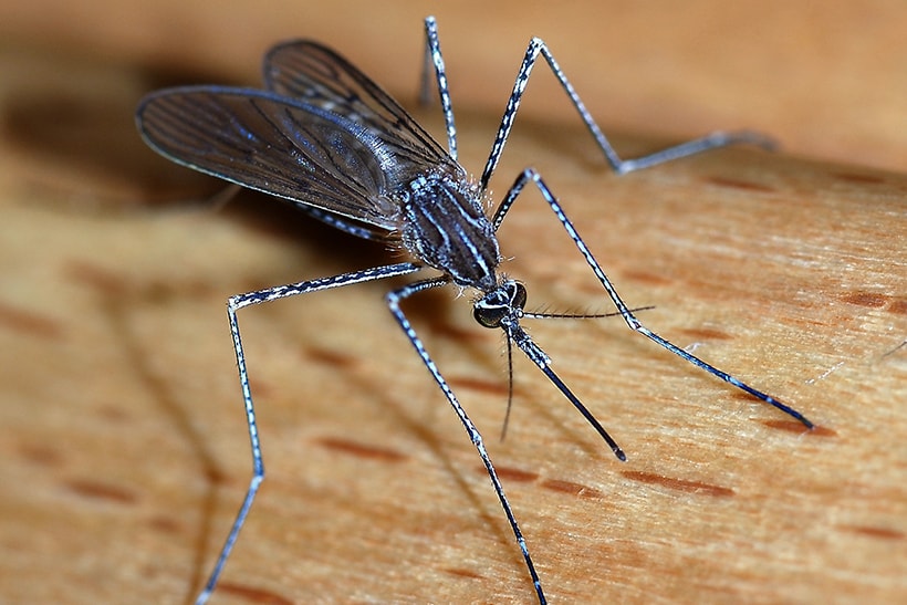 What Are Crane Flies (Mosquito Hawks), and Why Are They Everywhere in San Diego County This Year?