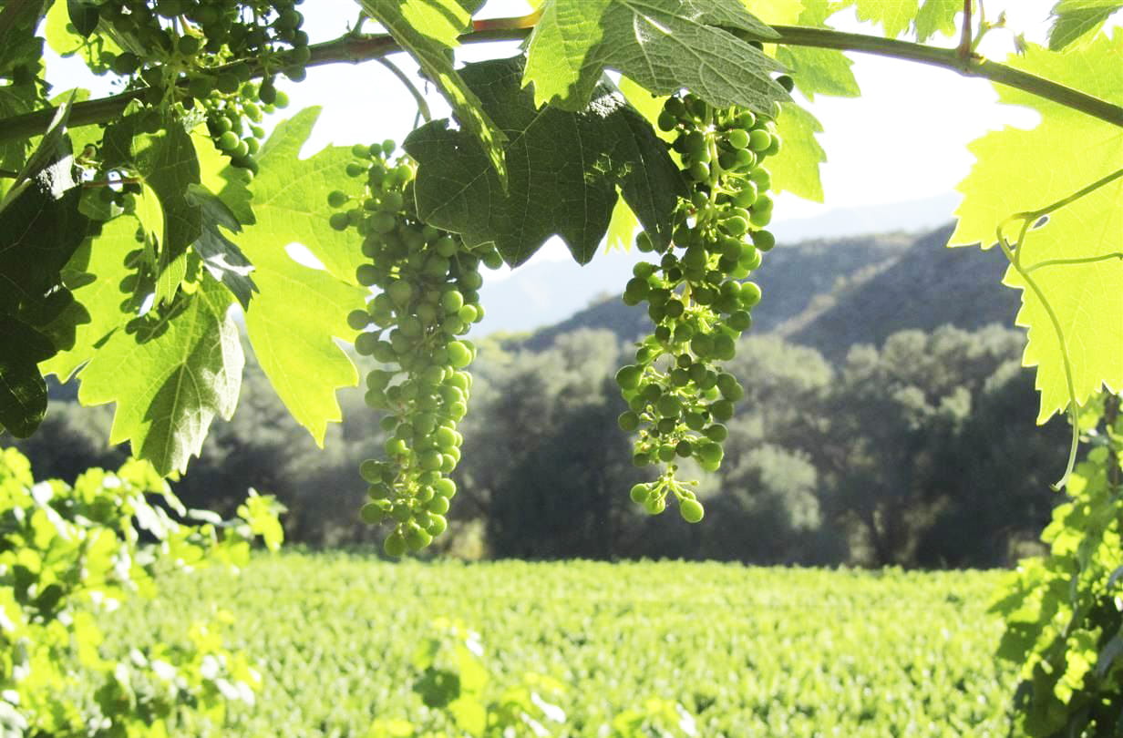 Fallbrook Vineyard Grows Artisan Grapes, Farmed with Love and Hands-On Care