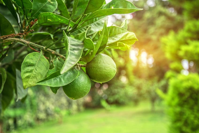 Are Citrus Trees the Best Fruit Trees to Grow in San Diego?