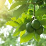 fruit trees to grow in san diego