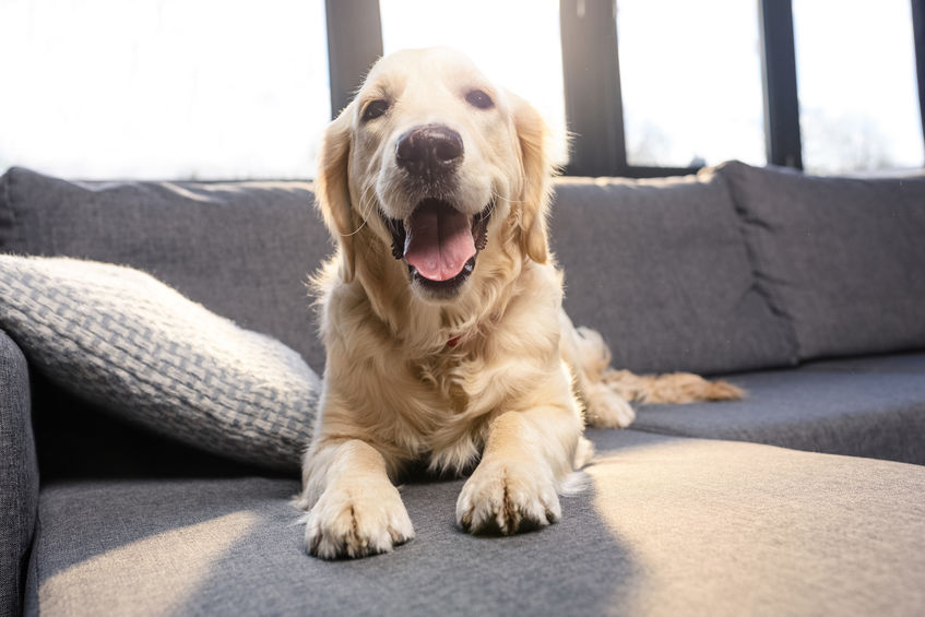 Dog Tired San Diego: A Dog Walking Service that’s as Active as Your Dog